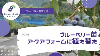 【ブルーベリー栽培】ブルーベリー苗の植え替え方法（アクアフォームへ植え付けました）