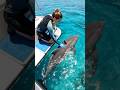 Incredible FISH POV: Bottlenose Dolphin Explores Haunted Ocean Graveyard
