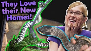 Moving the Last Snakes into our Zoo!!