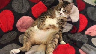 Oh Look! An Exposed Cat Belly! Is that a trap?