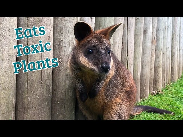These Animals Can Eat Toxic Plants