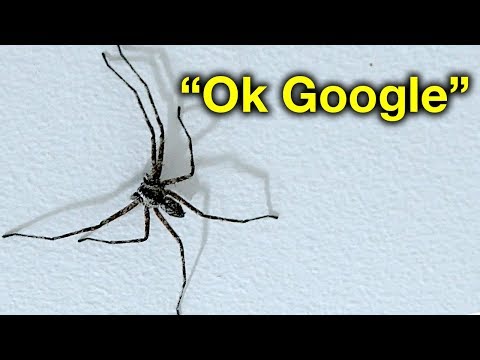 ok-google-how-to-catch-a-huntsman-spider