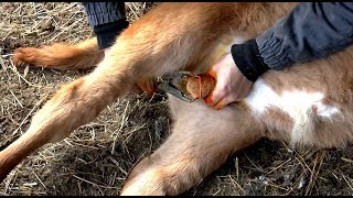 Безболезненная кастрация бычков (RUSSIA)