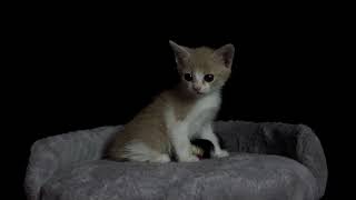 Morcovel Kitten for adoption by Stela and the cats 184 views 10 months ago 49 seconds