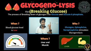 Glycogeno(lysis) | Biochemistry | Glycogen metabolism | Glucose |Tamil | Biology | ThiNK VISION