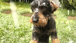 Cute dachshund wants a cheese and bacon ice-cream #TeddyTheDachshund by Teddy the Dachshund 1,950 views 2 weeks ago 1 minute, 25 seconds