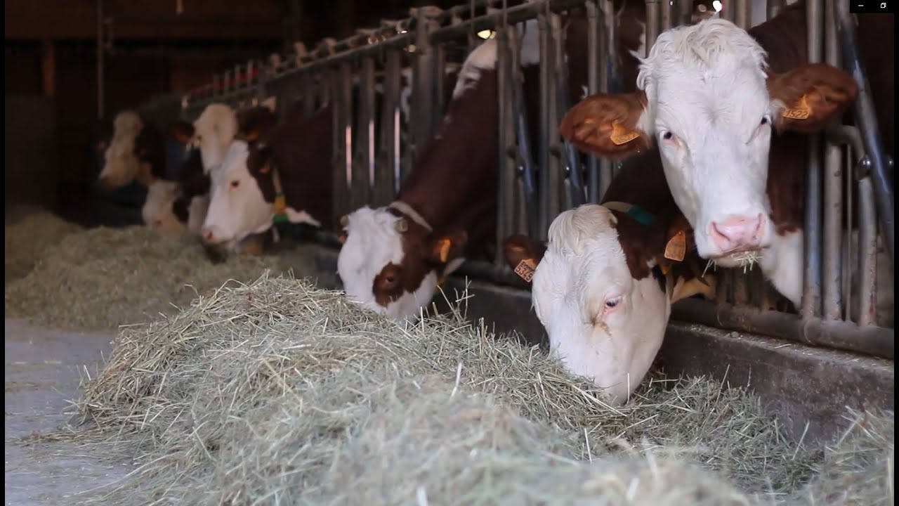 Intérêts & limites du déshumidificateur dans les dispositifs de séchage en grange - projet DESHU