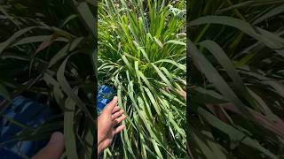 Beneficios del limoncillo 😱