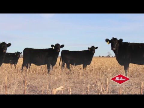 fmc-cow/calf-program