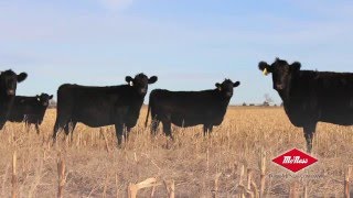 FMC Cow/Calf Program
