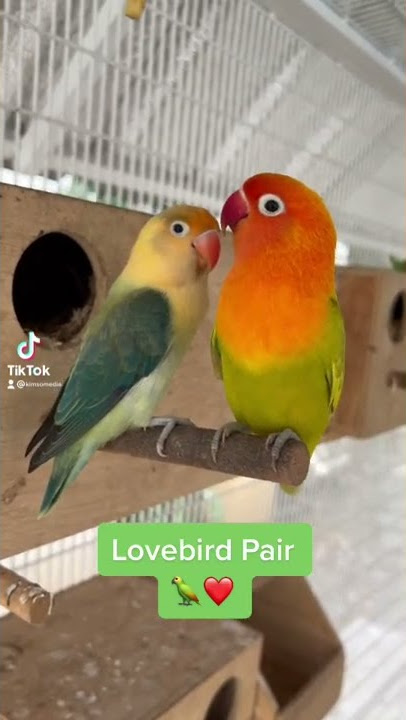 African Lovebirds (Agapornis): Love bird pair guarding a nest box with a 25 day old chick inside! 🦜💕