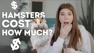 How Much does a Hamster Cost?
