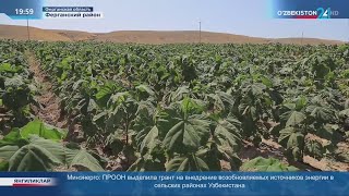 В Ферганском районе организованы плантации павловния с иностранными инвесторами