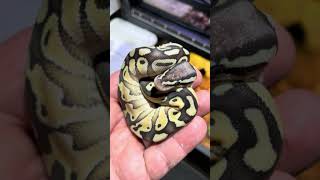 Celebrity Ball Python Clutch #1 day 10 update, part 2. August 30, 2024. Net Worth