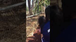 Wilson Park Train