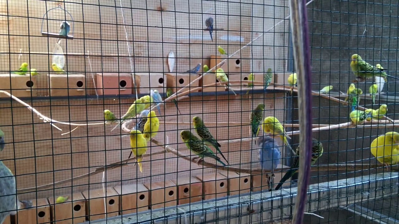 Ternak Burung Parkit Sistem Koloni 