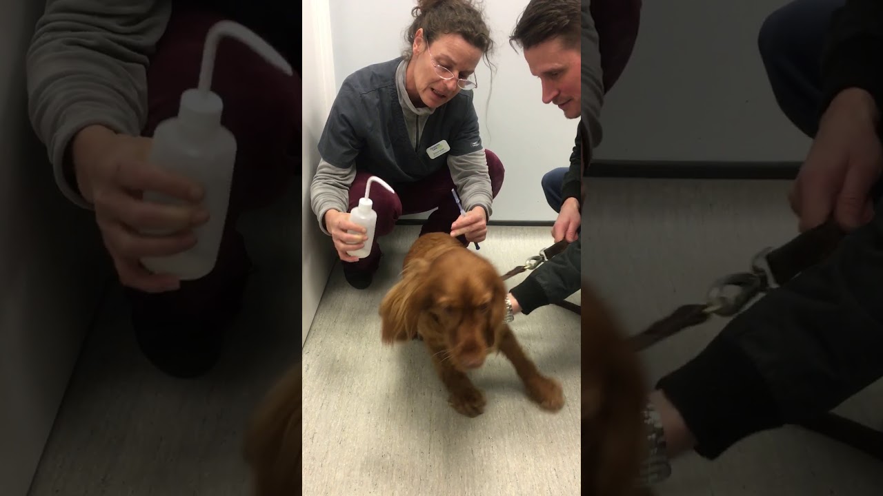 Cocker spaniel chemical castration injection procedure