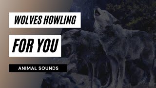 Wolves Howling For You - Wolves Howling Sound Coming From Distant