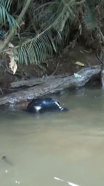 NEMBAK IKAN DI LUBUK LARANGAN