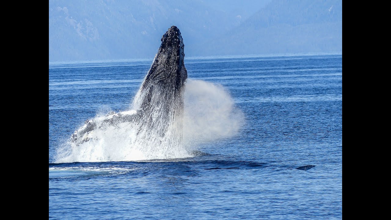 Seattle Whale Watching Tour - YouTube