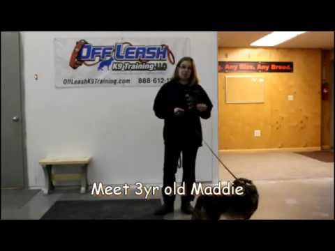 mix-breed-dog-has-fear-aggression;-trains-with-off-leash-k9-training-columbia