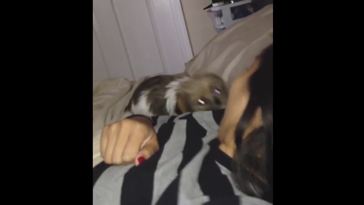 Puppy Barks and Falls off Bed YouTube