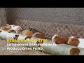Neumonía en Cuyes: La Amenaza Silenciosa de la Producción en Pasto - TvAgro por Juan Gonzalo Angel
