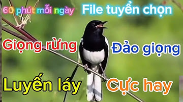 Luyện giọng choè than, choè than hót giọng rừng đảo giọng luyến láy cực hay hiệu quả nhất