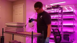 Microgreens coming out from weight to black out time. Time consuming work!
