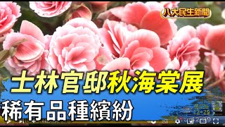 士林官邸秋海棠展 稀有品種繽紛 |【民生八方事】| 2022050609 @gtvnews27