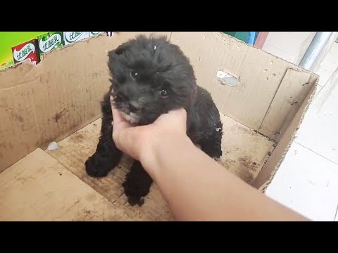 Video: Pet Scoop: Trapped Puppy zachránený od 50-noha, Katy Perry dostane vlastné Pup PJs