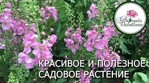 КОРОВЯК - ПОЛЕЗНЫЙ КРАСАВЧИК