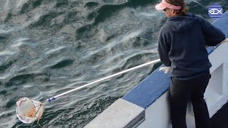 Blue Planet Science Series: Detecting Pregnancies in Whales