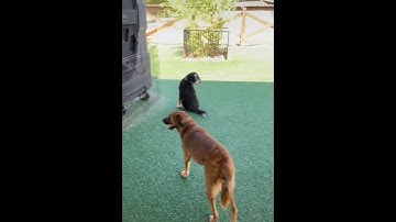 Even on dog parks there are some introvert dogs standing in the corner far from the rest!