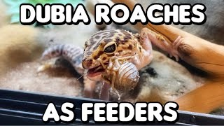 Dubia Roaches as Feeder Insects