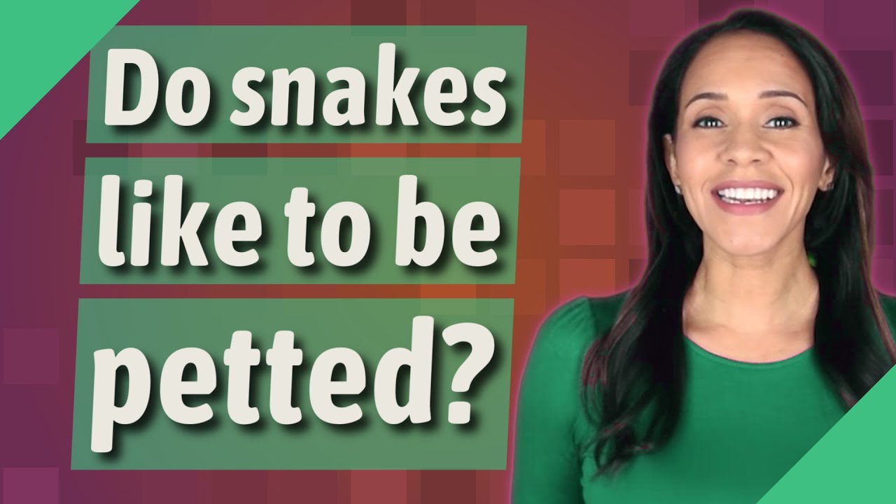 Do snakes like to be petted? YouTube