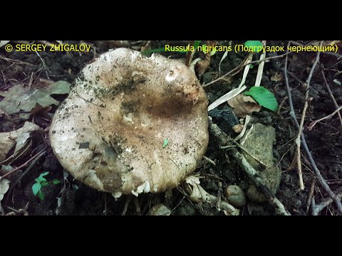 Video: Kev Ntxuav Russula Li Cas