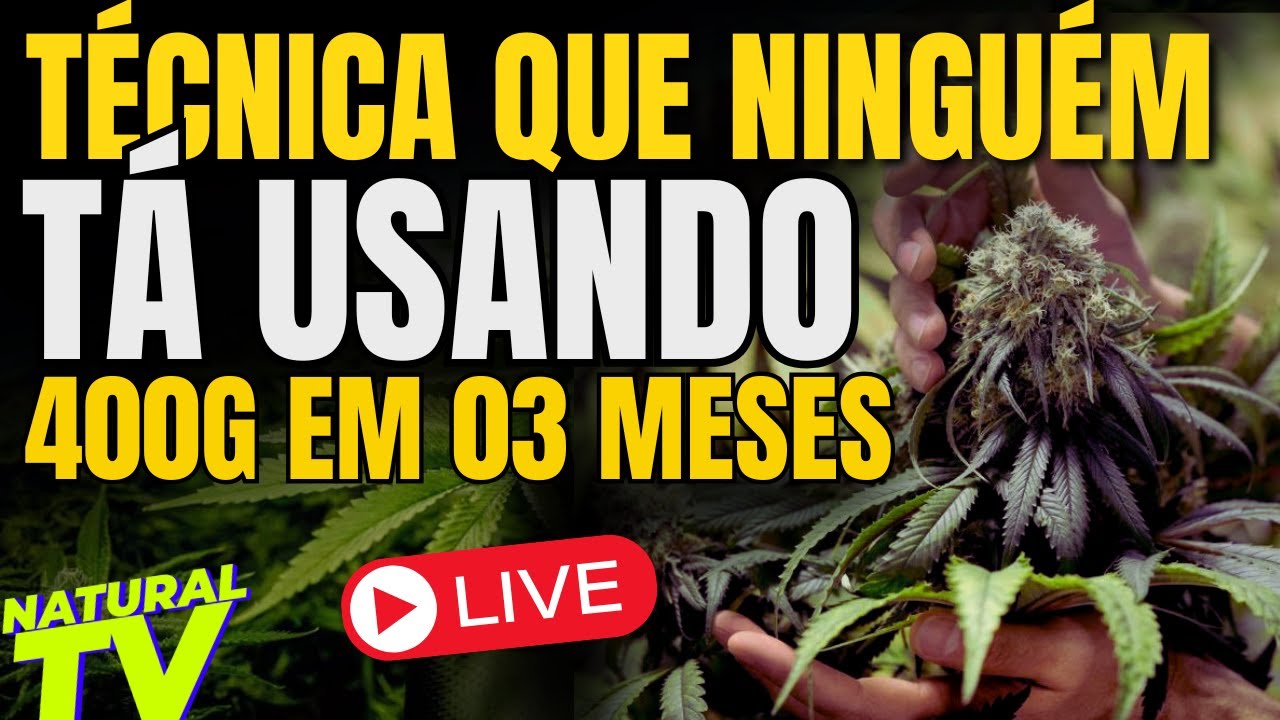 DESCUBRA: Como COLHER 400G em apenas 90 DIAS, FACILMENTE em CASA!