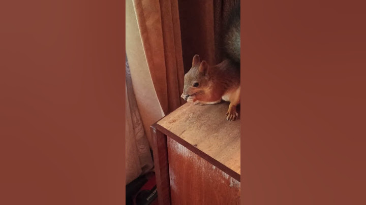 Белка забежала в дом( там же орехи)#белкаlifestyle#squirrels#animals#shorts