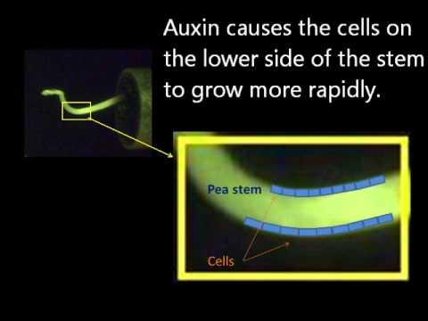 Plant stem gravitropism - YouTube diagram of science experiment 