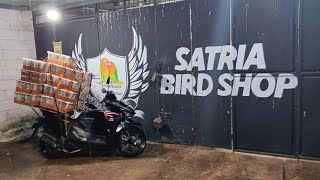 Satria Birdshop Tuesday, March 3, 2026, the most sought after bird display by many people