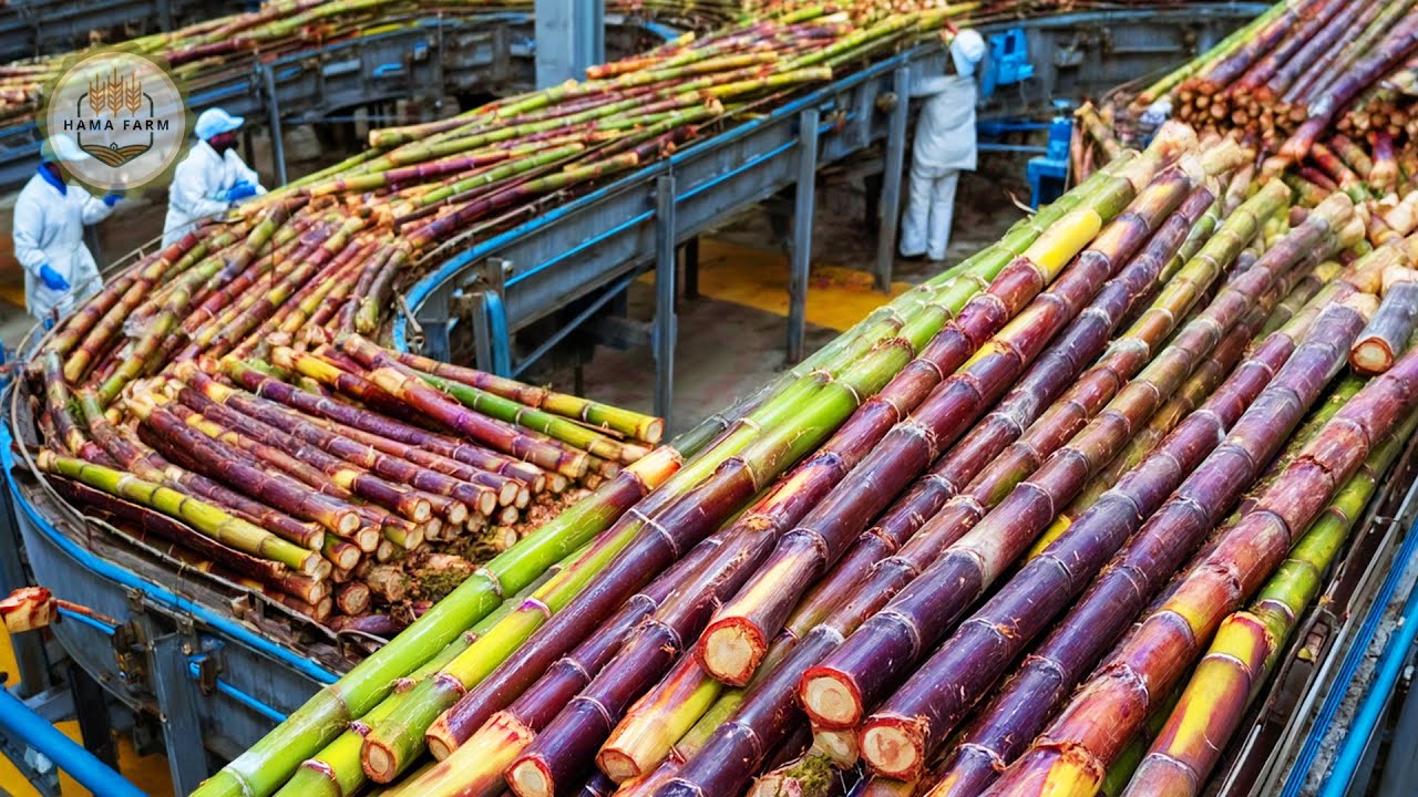 How To Process 30 Billion Tons of Sugarcane India In A Processing Factory