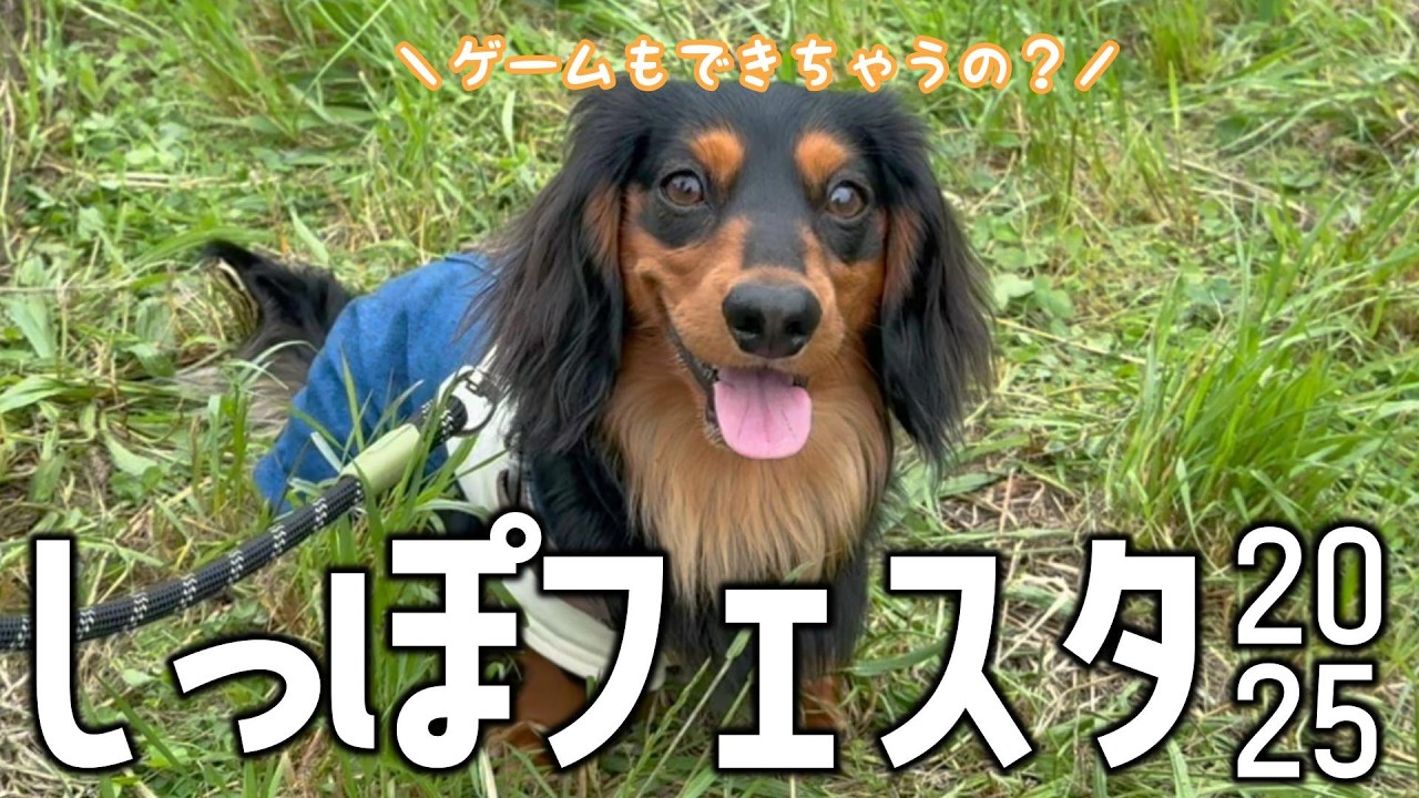 【犬フェス】しっぽフェスタ2025春でゲームしたいダックスフンド【前編】