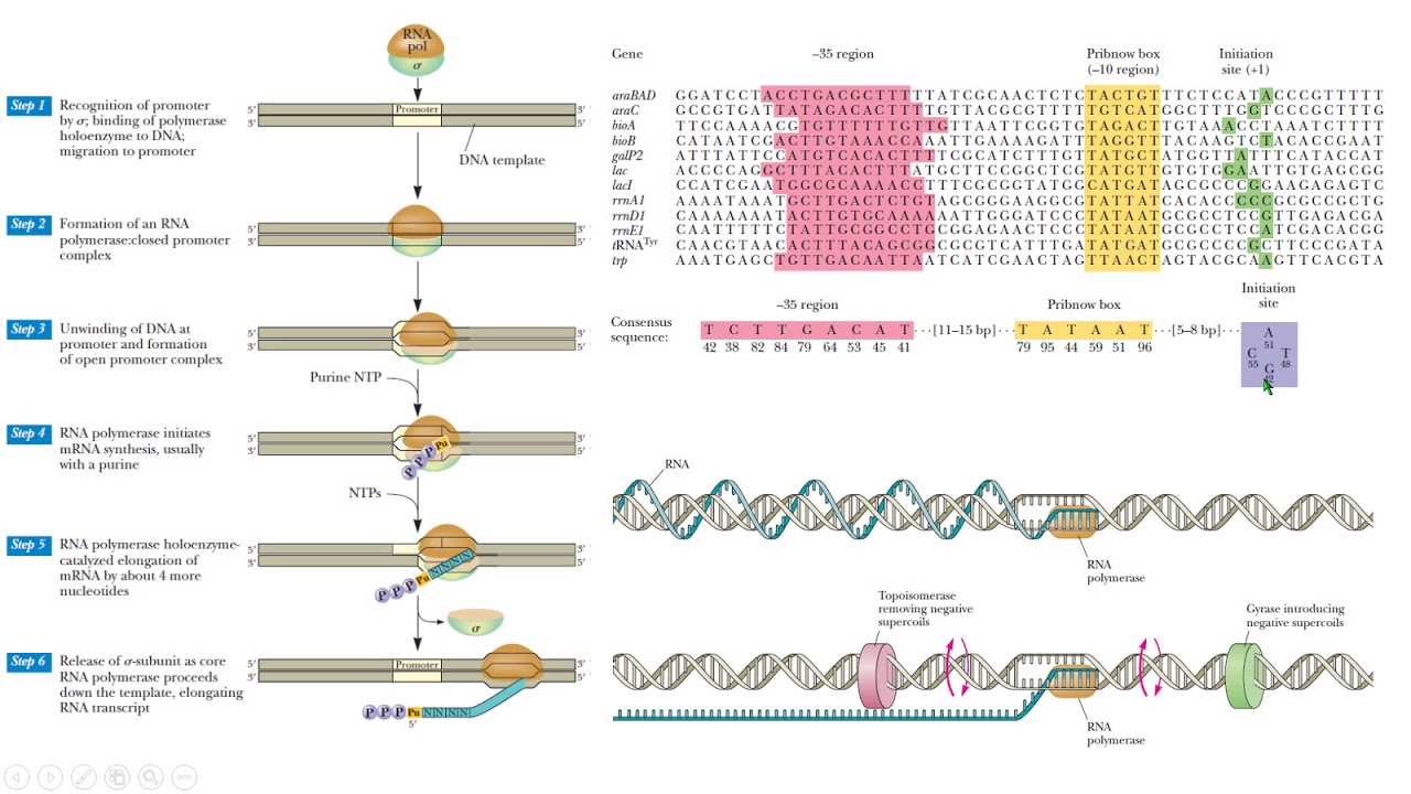 RNA transcription transcripción molecular biology biología - YouTube