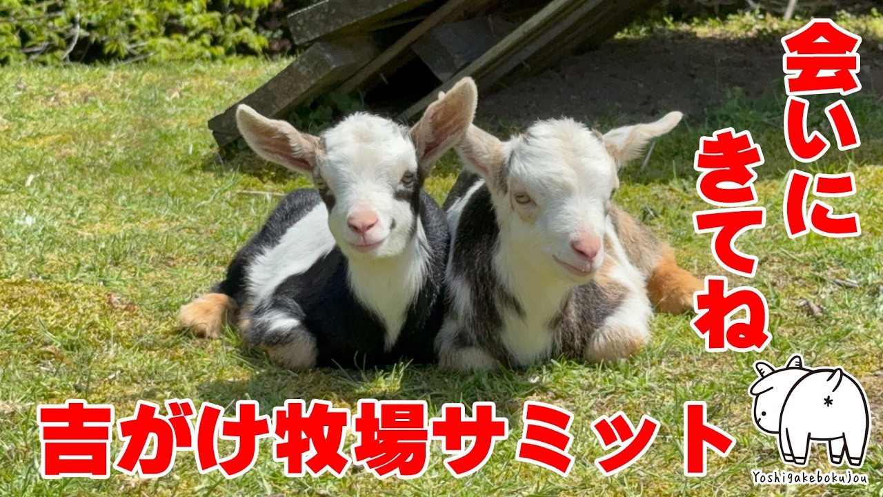 Meetup Announcement!] The 2nd Yoshigake Ranch Summit 2026 ✨ Two