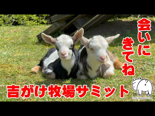 Meetup Announcement!] The 2nd Yoshigake Ranch Summit 2026 ✨ Two