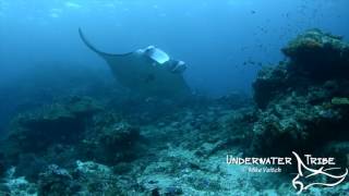 Manta Rays at a Cleaning Station 11