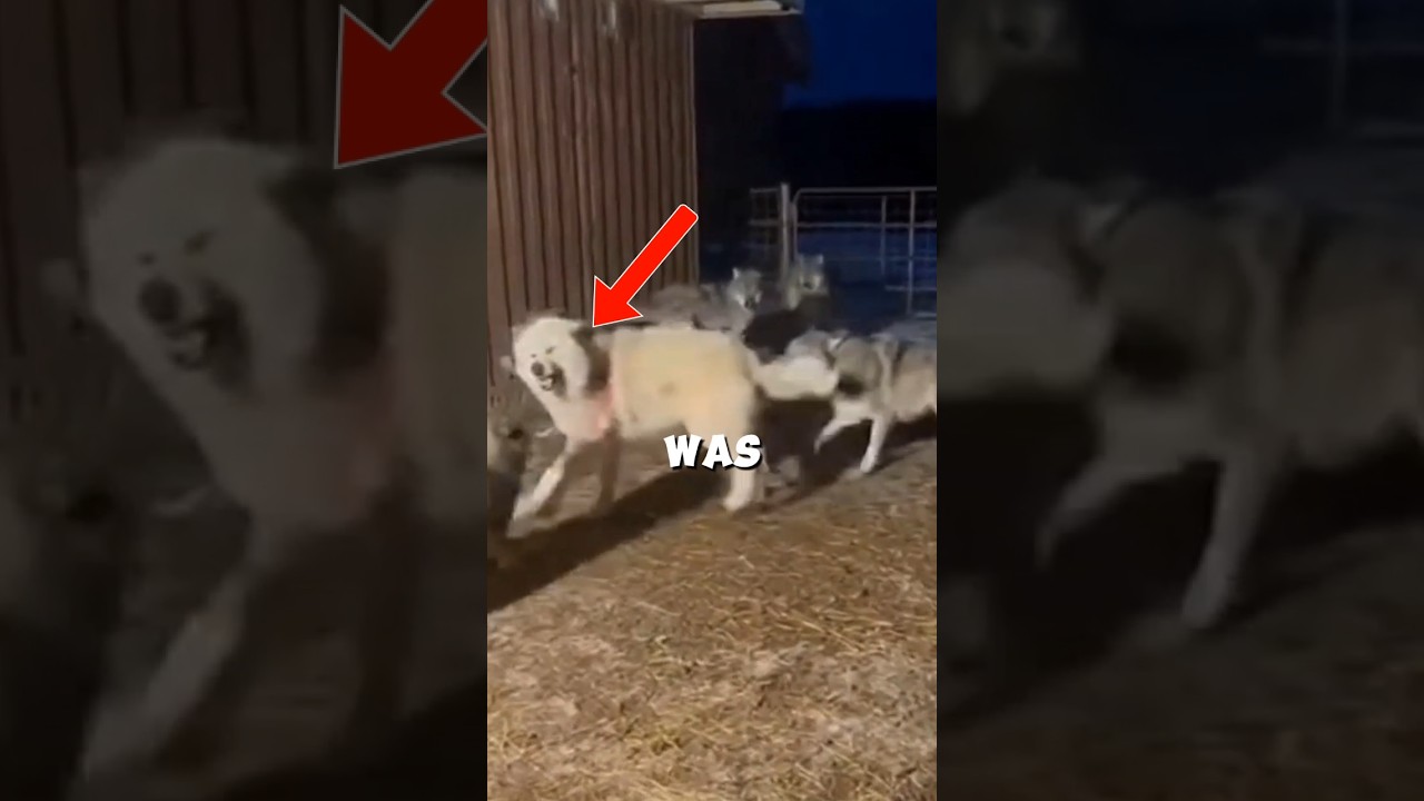 These Mother Dog Sacrificed Herself To Save Her Baby