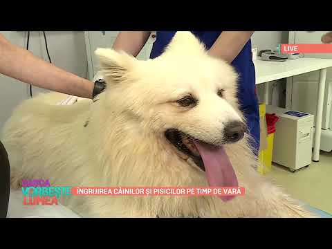 Video: Zilele De Vară Ale Câinilor - Veterinar Zilnic