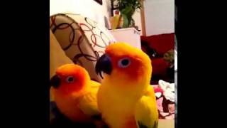 The sun conures being dorks by MissSadieSue 22,059 views 11 years ago 2 minutes, 5 seconds